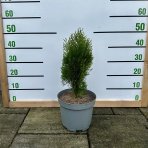 Tuja východná (Thuja orientalis) ´JUSTYNKA´ - výška 30-40 cm, kont. C5L